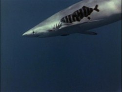 Подводная одиссея команды Кусто: Акулы / Underwater Odyssey of a command of Cousteau (1968 / DVDRip)