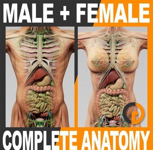 3D Human Male and Female Complete Anatomy-Cinema 4D