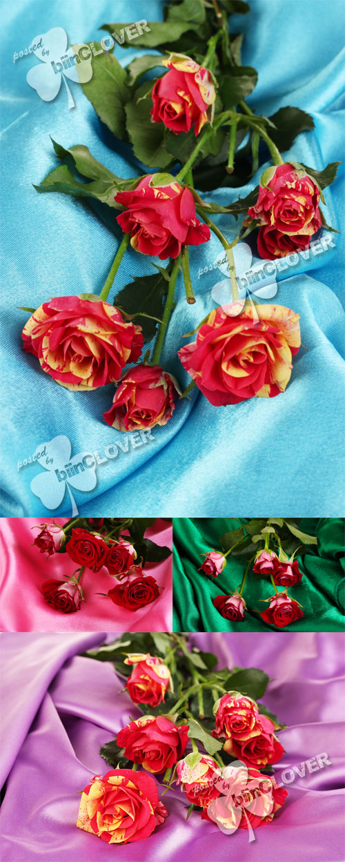 Beautiful roses on satin 0361