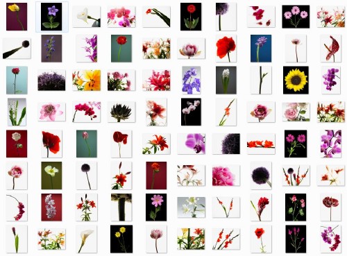 Veer Fancy - Design Line - Floral Portraits