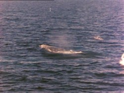 Подводная одиссея команды Кусто: Киты пустыни / Underwater Odyssey of a command of Cousteau (1969 / DVDRip)