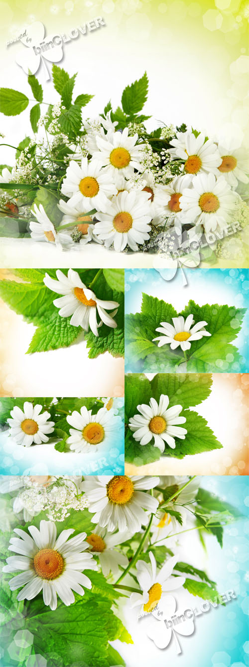 Elegant background with daisies 0376