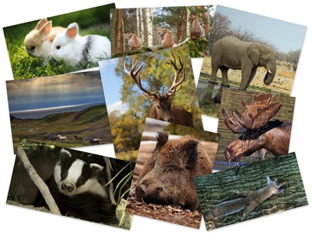 50 Beautiful Animals HD Wallpapers Set 54