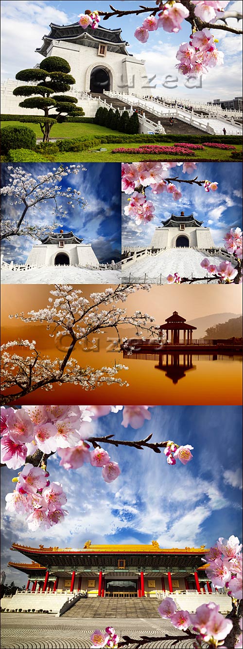     / Sakura postcard for adv or others purpose use - Stock photo