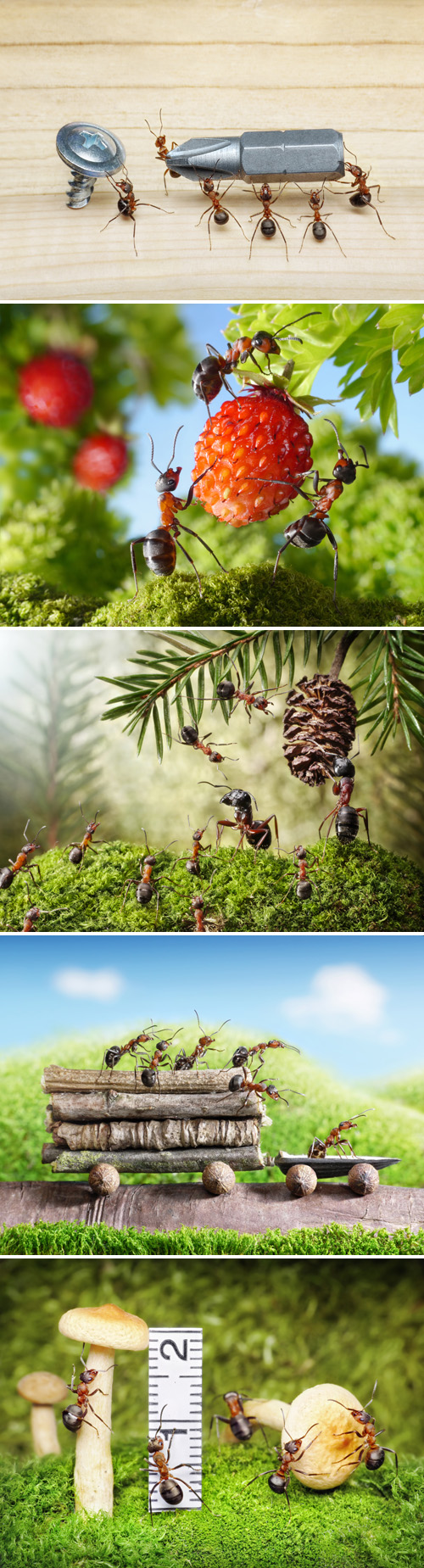 Stock Photos - World of Ants