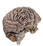 Brain Pro - анатомия головы человека (мозг)