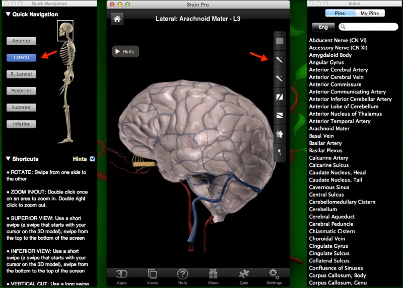 Brain Pro - анатомия головы человека (мозг)