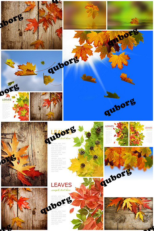 Stock Photos - Autumn Leaves