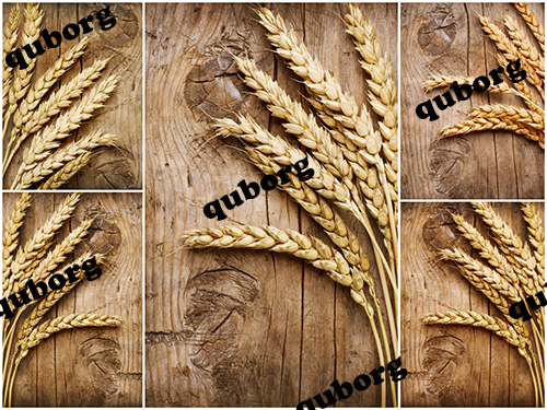 Stock Photos - Wheat Ears