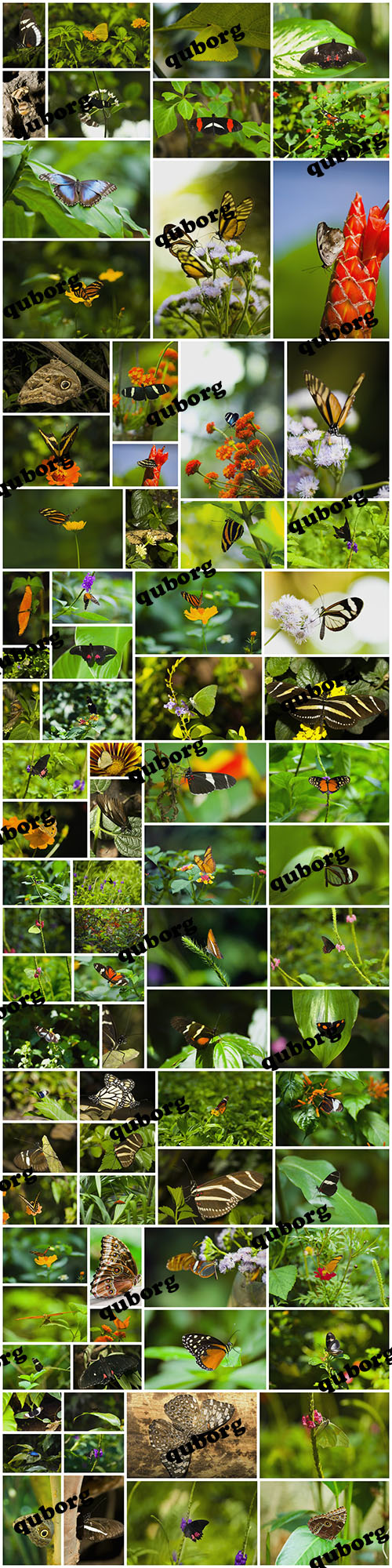 Stock Photos - Butterflies