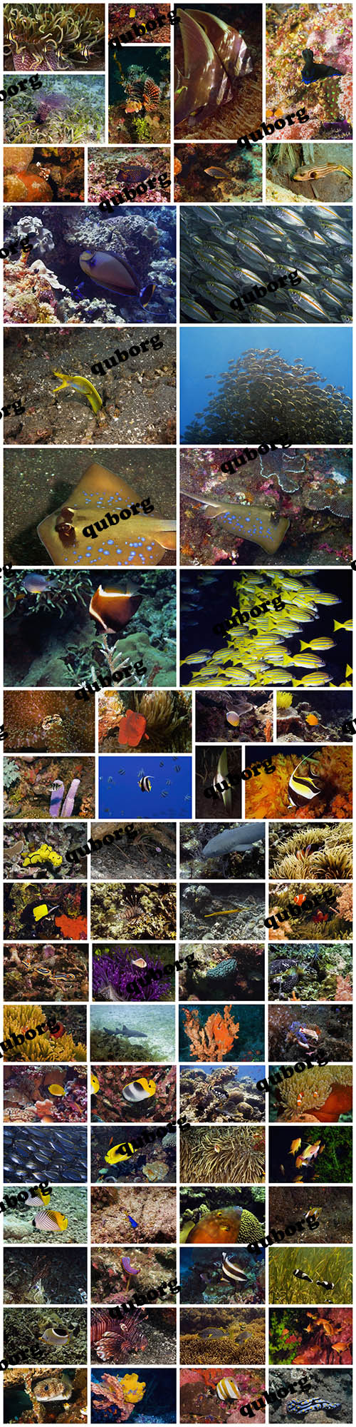 Stock Photos - Marine Life