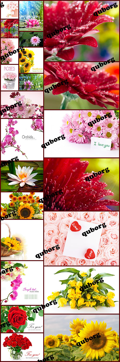 Stock Photos - Beautiful Flowers