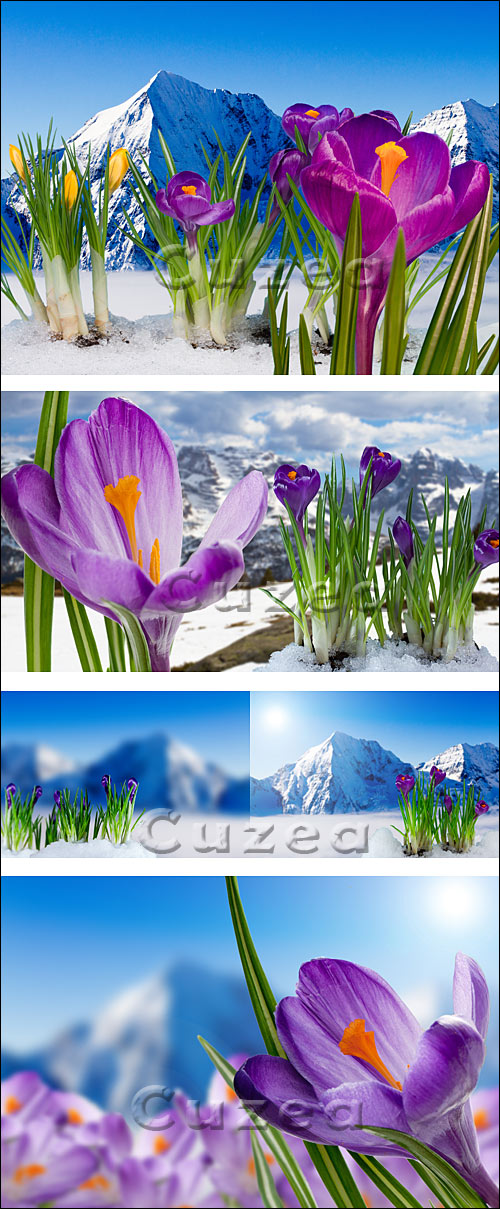   / Springtime in mountains - crocus flowers in snow - Stock photo