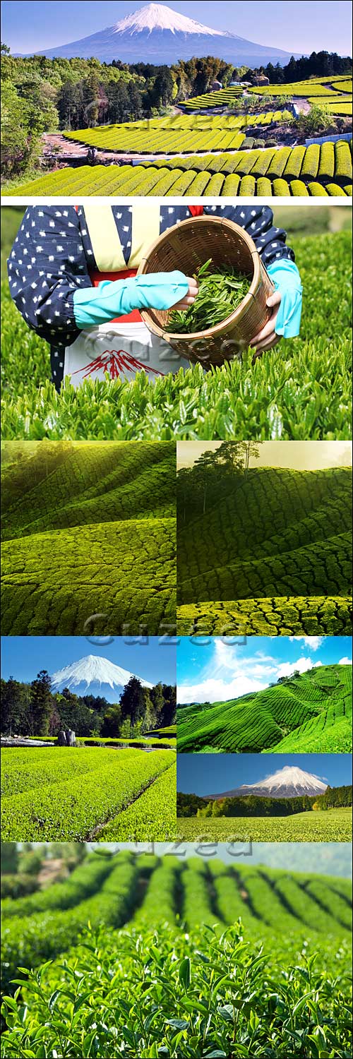   / Green tea Fields - Stock photo