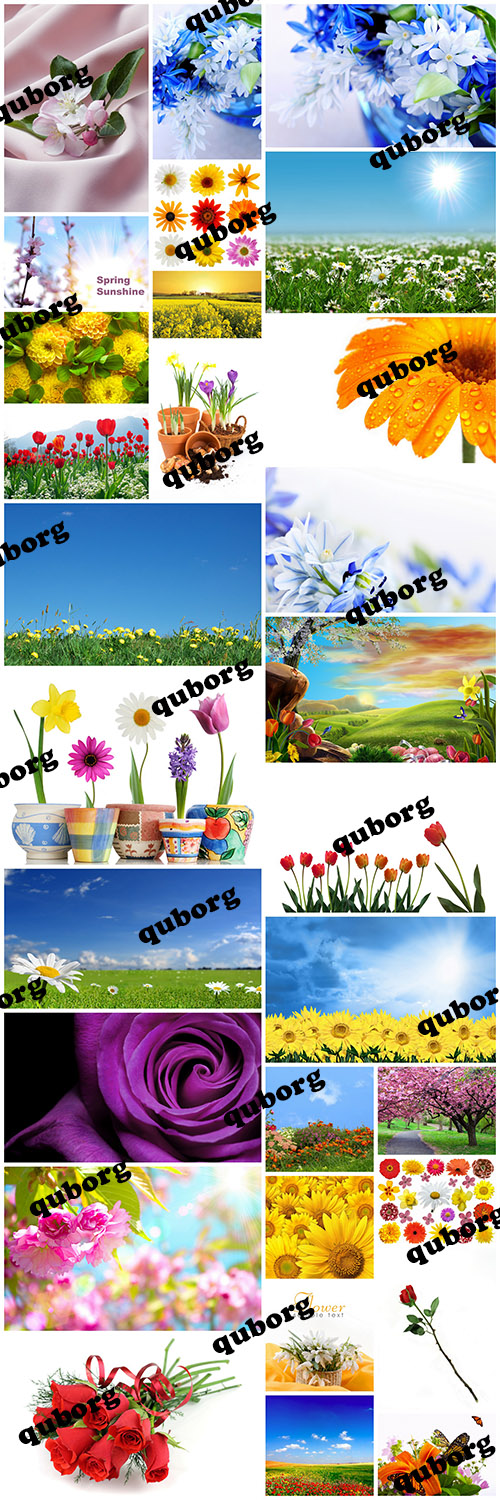 Stock Photos - Flowers