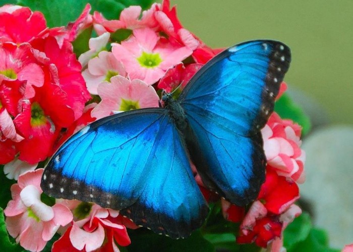Фотографии тропических бабочек