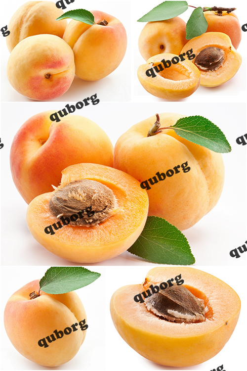 Stock Photos - Apricots