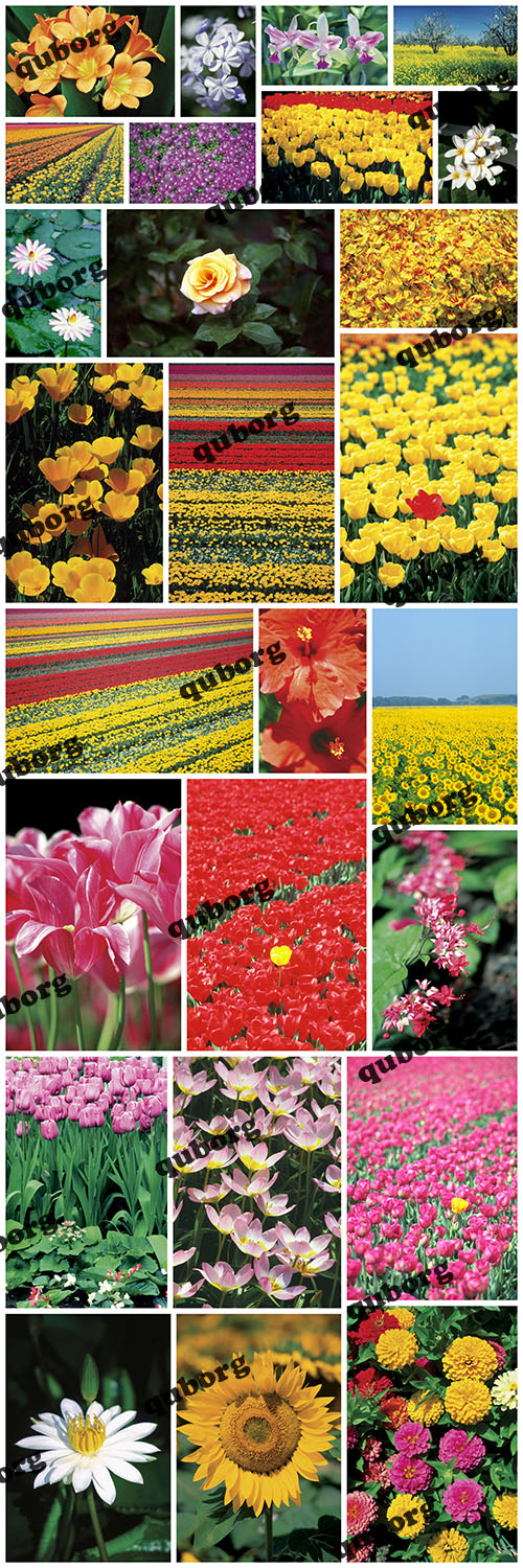 Stock Photos - WT20 - Discover Nature Flora