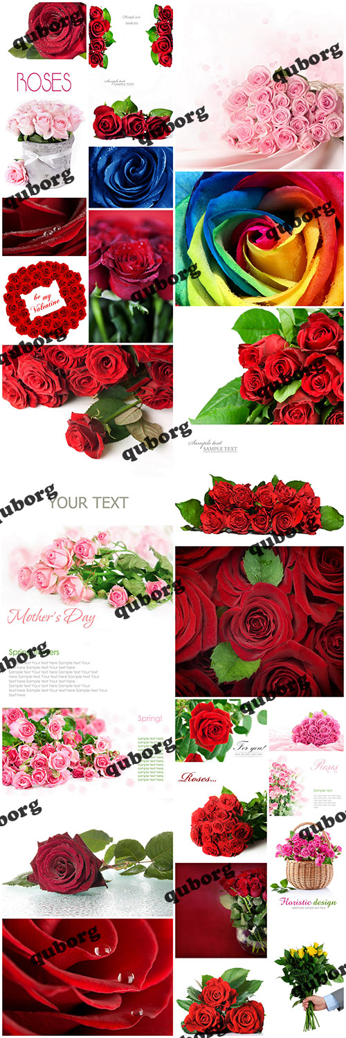 Stock Photos - Roses